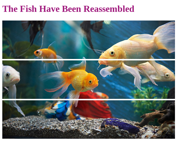 Fish Puzzle